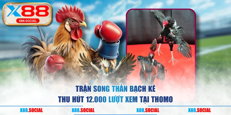Trận Song Thần Bạch Kê thu hút 12.000 lượt xem tại Thomo