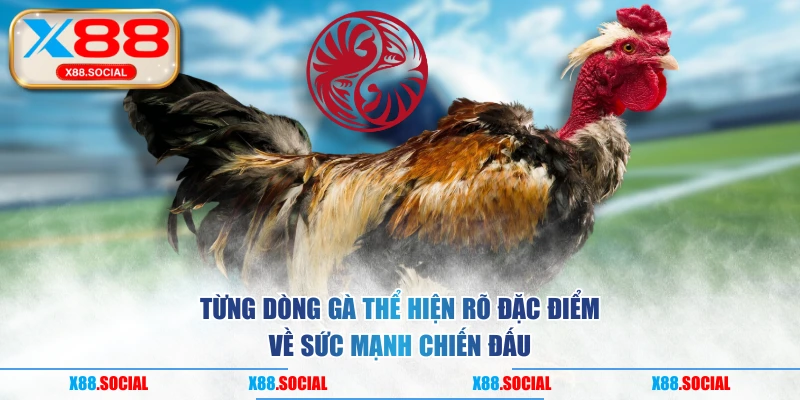 Từng dòng gà thể hiện rõ đặc điểm về sức mạnh chiến đấu